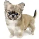 チワワ