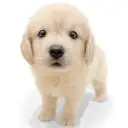 ゴールデンレトリバー
