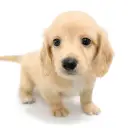 ミニチュア・ダックスフント