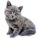 ブリティッシュショートヘア