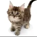 ノルウェージャンフォレストキャット