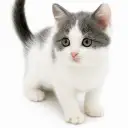 ブリティッシュショートヘア