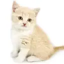 ブリティッシュショートヘア