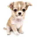 チワワ