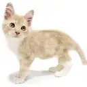 メインクーン