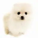 ポメラニアン