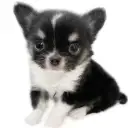 チワワ