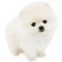 ポメラニアン