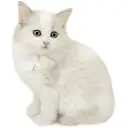 ネヴァマスカレード