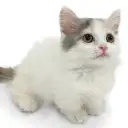 マンチカン