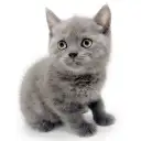 ブリティッシュショートヘア