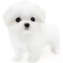 マルチーズ