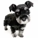 ミニチュア・シュナウザー