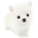 チワワ