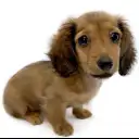 ミニチュア・ダックスフント