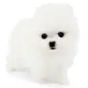 ポメラニアン
