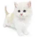 サイベリアン