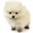 ポメラニアン