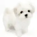 マルチーズ