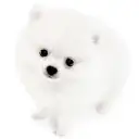 ポメラニアン