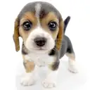 ビーグル