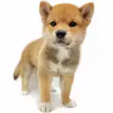 柴犬