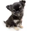 チワワ