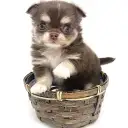 チワワ