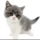 ブリティッシュショートヘア