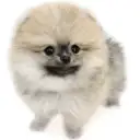 ポメラニアン