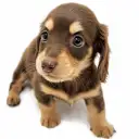 ミニチュア・ダックスフント