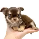 チワワ