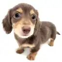 ミニチュア・ダックスフント