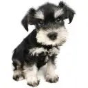 ミニチュア・シュナウザー
