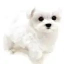 マルチーズ