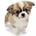 チワワ