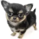 チワワ