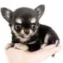チワワ