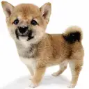 豆柴