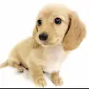 ミニチュア・ダックスフント