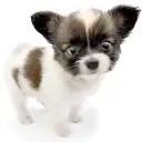 パピヨン