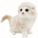 スコティッシュフォールド