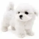 マルチーズ