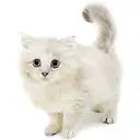ネヴァマスカレード