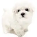 ビションフリーゼ