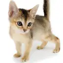 アビシニアン