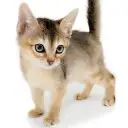アビシニアン