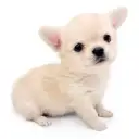 チワワ