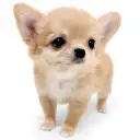 チワワ