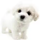 ビションフリーゼ